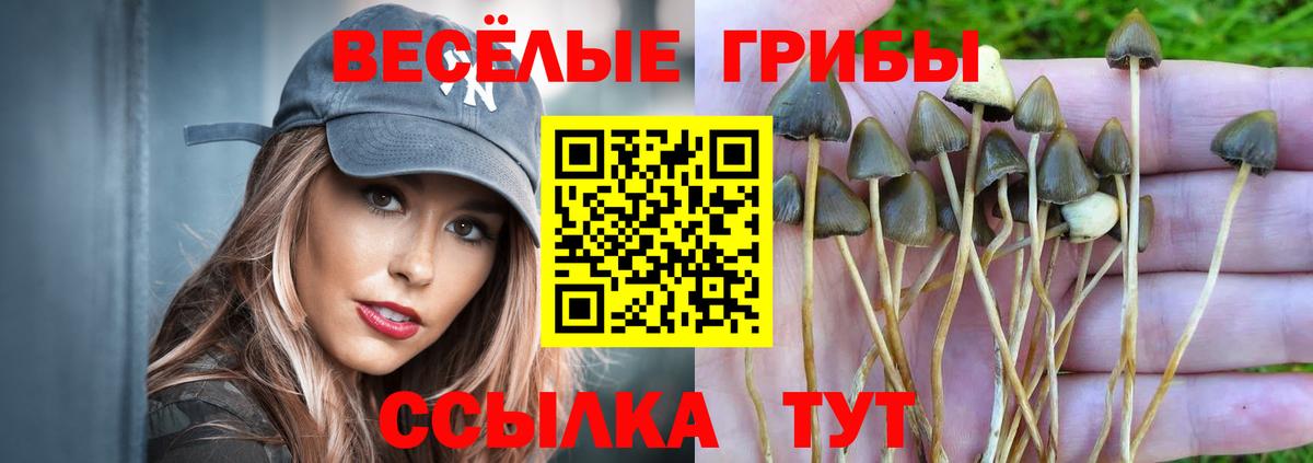 Галлюциногенные грибы Psilocybe  Вход с VPN  как найти наркотики  Чебоксары 